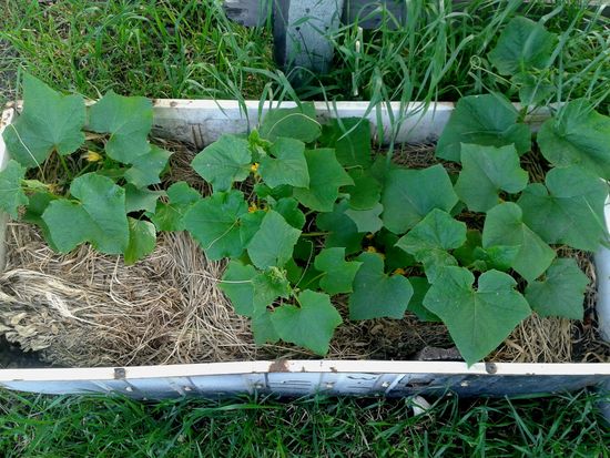 Mikä on mulching ruoho?