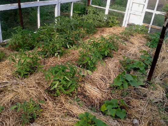 Mikä on mulching ruoho?