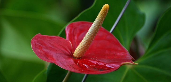 Anthurium kukka: hoito ja lisääntyminen kotona