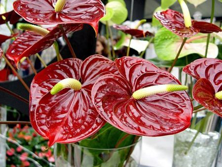 Anthurium: kotihoito Anthurium: kotihoito