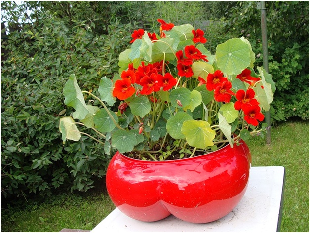 kukkaruukku