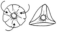 Uudenvuoden lelu Dragon