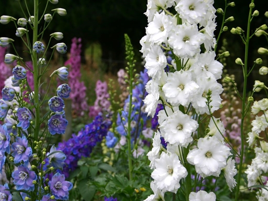 Uusi-Seelanti delphiniums