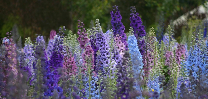 Uusi-Seelanti delphiniums