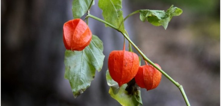 kasvien physalis