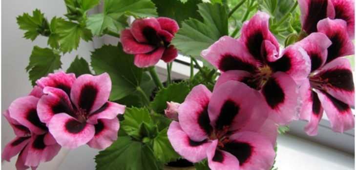 Pelargoniumin kukka
