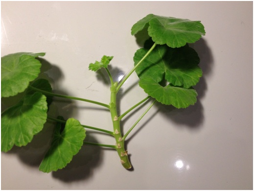Pelargonium-varsi