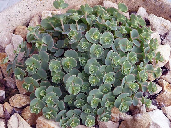 Puhdistus, sedum, jäniksen ruoho! Suoliston viljely kukkalaatikkoon ja ikkunaluukkuun