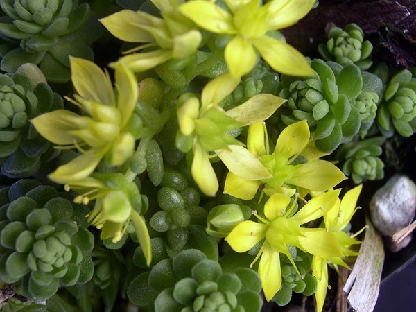 Puhdistus, sedum, jäniksen ruoho! Suoliston viljely kukkalaatikkoon ja ikkunaluukkuun