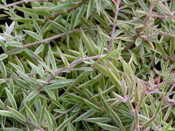 Puhdistus, sedum, jäniksen ruoho! Suoliston viljely kukkalaatikkoon ja ikkunaluukkuun