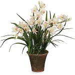 Orchid Cymbidium: Hoito ja sisältö Orchid Cymbidium: Hoito ja sisältö