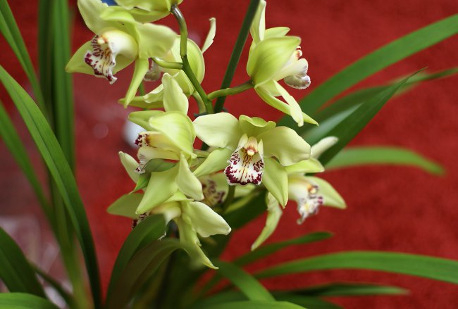 Orchid Cymbidium: Hoito ja sisältö