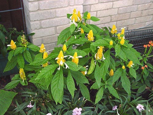 Huolta huoneen pachistahis