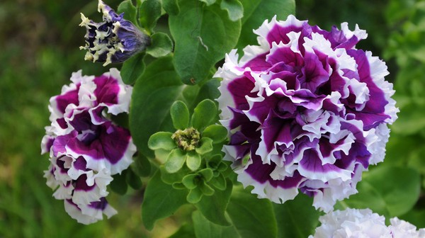 Istutetaan petunia ja hoitaa häntä