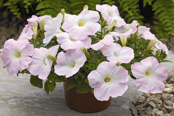 Istutetaan petunia ja hoitaa häntä