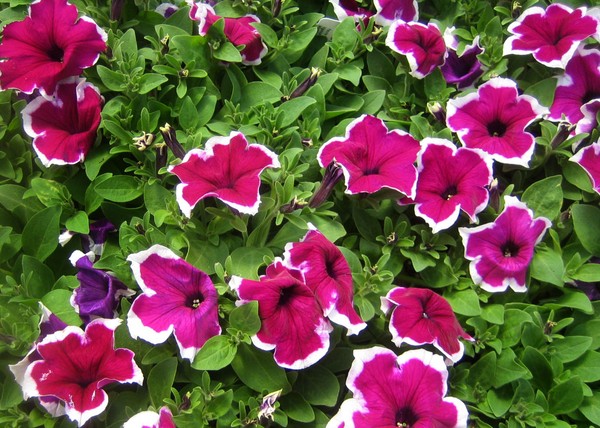 Istutetaan petunia ja hoitaa häntä