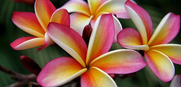 Plumeria: valokuva ja hoito kotona
