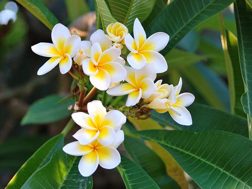 Plumeria jäljentäminen