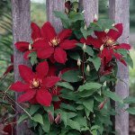 Clematis istutus Clematis istutus