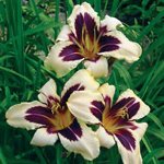 Istuttaminen daylilies