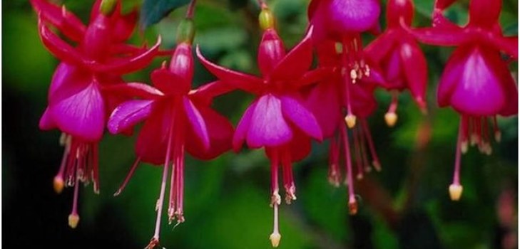 kukkia fuksia