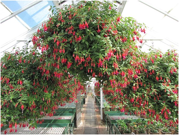 fuchsia kasvihuoneessa