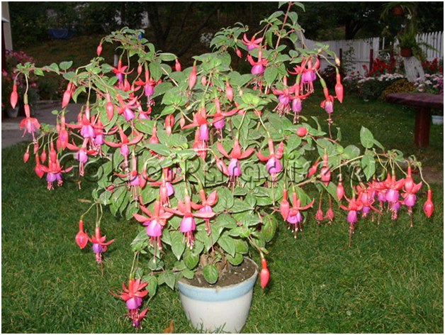 fuchsia kylpyammeella