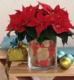 Poinsettia: joululahja Poinsettia: joululahja
