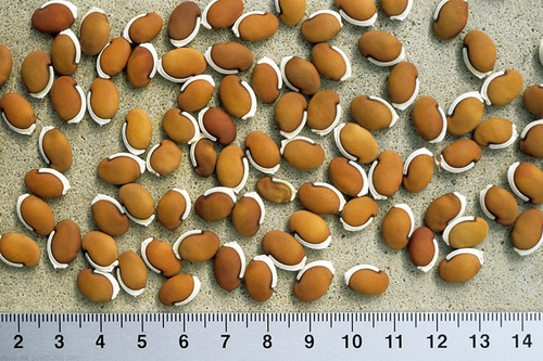 Taimet squash, munakoiso munakoiso