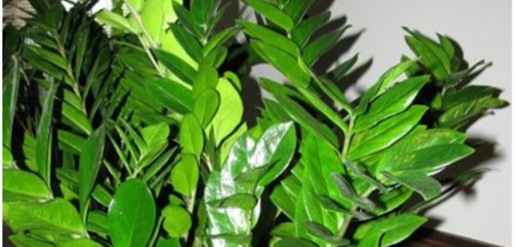 lehdet zamioculature