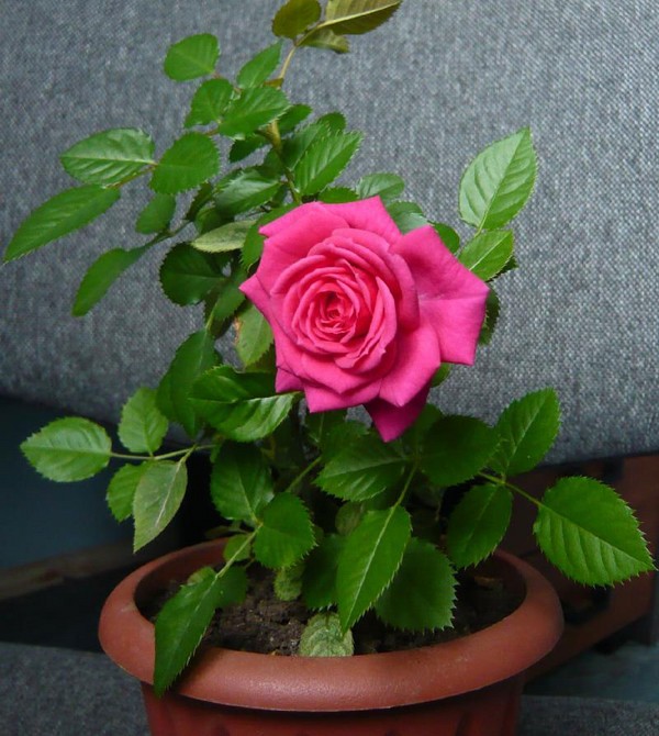 Rose kotona: hoito ja sisältö Rose kotona: hoito ja sisältö