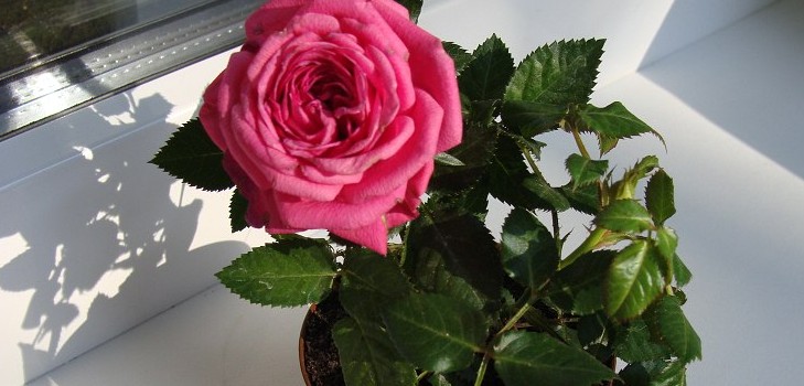 Rose kotona: hoito ja sisältö Rose kotona: hoito ja sisältö