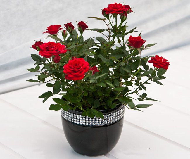 Rose kotona: hoito ja sisältö Rose kotona: hoito ja sisältö