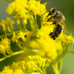 Allergia siitepölylle Allergia siitepölylle