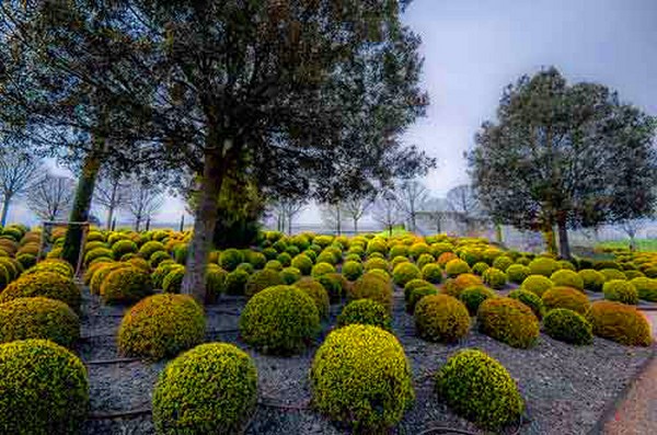 Boxwood - ikivihreä koristelu puutarhaan ja ikkunalaudalle