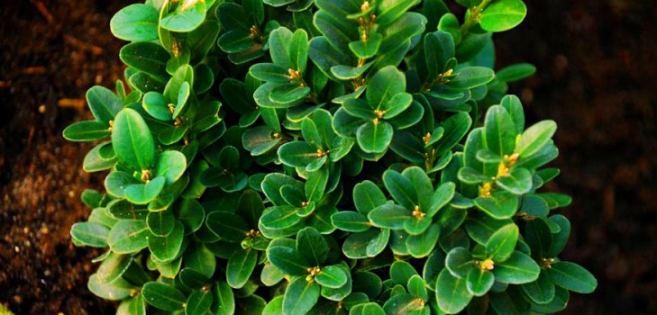 Boxwood - ikivihreä koristelu puutarhaan ja ikkunalaudalle