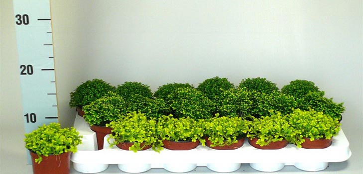 Selaginella: hoito