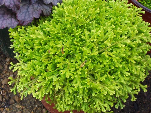 Selaginella: Laji