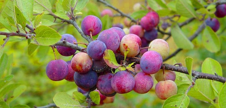Puutarha upota parhaat lajikkeet viljelyyn