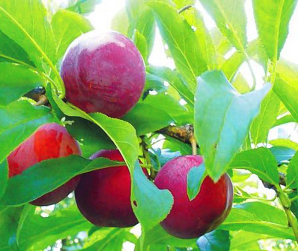 Puutarha upota parhaat lajikkeet viljelyyn