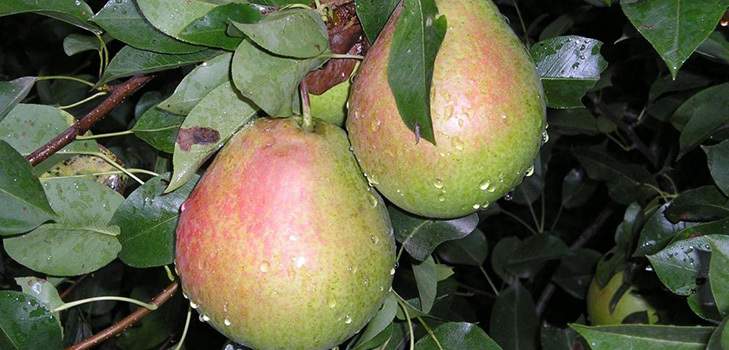 Parhaat päärynät - kuvaukset, istutus ja hoito, valokuva