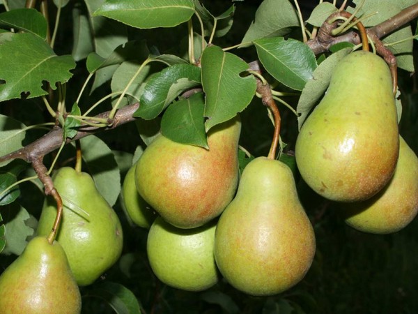 Parhaat päärynät - kuvaukset, istutus ja hoito, valokuva