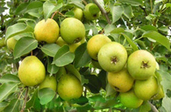 Parhaat päärynät - kuvaukset, istutus ja hoito, valokuva