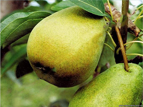 Parhaat päärynät - kuvaukset, istutus ja hoito, valokuva
