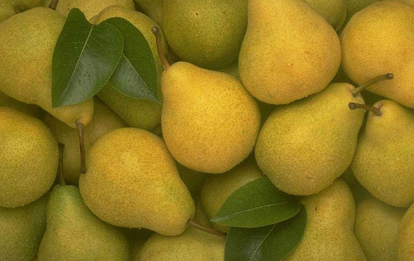 Parhaat päärynät - kuvaukset, istutus ja hoito, valokuva
