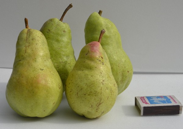 Parhaat päärynät - kuvaukset, istutus ja hoito, valokuva