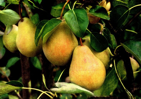 Parhaat päärynät - kuvaukset, istutus ja hoito, valokuva