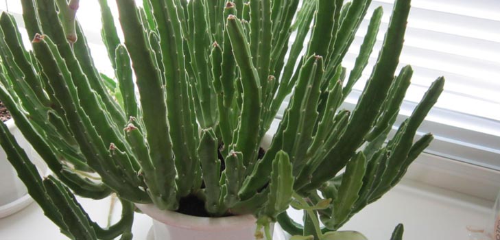 Stapelia: kunnollinen hoito kotona, kauniit kukkalähetykset