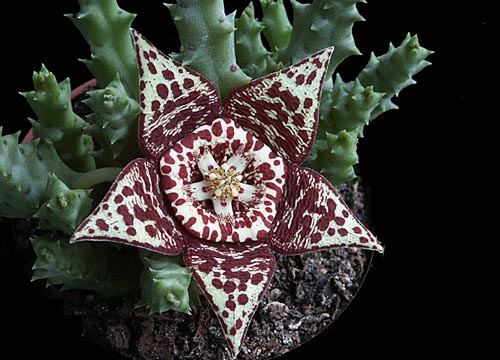 Stapelia: valokuva ja hoito kotona