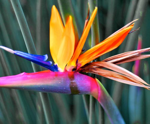 Strelitzia: valokuva ja hoito kotona